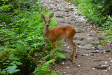 Beautiful Yearling