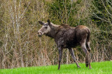 European Elk   /  Elg