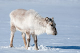 Svalbard- reindeer