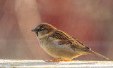 Grspurv  / House Sparrow