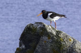 Oystercatcher  / Tjeld