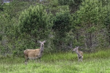 Deer: Cow with calf.