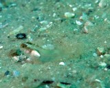 Juvenile Seaweed Blenny