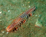 Red-tipped fireworm
