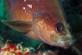 Whitespotted soapfish