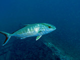 IMG_4208_amberjack_ccox.jpg