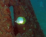 Spotfin Butterflyfish