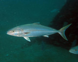 Greater Amberjack