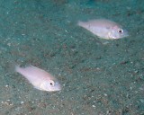 Longspine Porgies