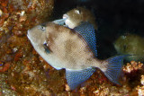 Gray Triggerfish