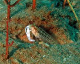 Seaweed blenny eating part of a lionfish