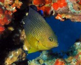 Cocoa Damselfish