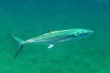 Spanish Mackeral