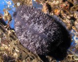 Atlantic Deer Cowry