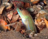 Moustach Jawfish