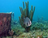 Atlantic Spadefish