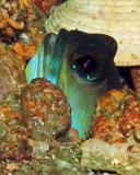 Moustache Jawfish