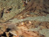 Clearnosed Skate 