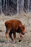 Wood Bison Calf