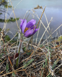 Signs of spring - Northern Crocus