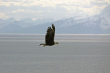 Eagle at our campground, Starisky