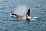 Orca