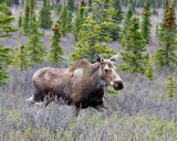 A cow moose calling her calves