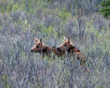 Twin calves