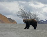 Female grizzly 