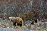 Female grizzly with two cubs