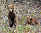 Grizzly cubs