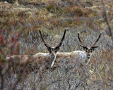 Caribou