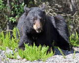 Black bear enjoying some greens