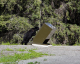 Bear proof trash can