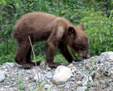 Black bear cub