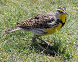 Western Meadowlark