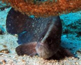 Greater soapfish