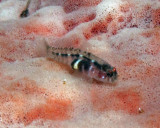 Tusked Goby