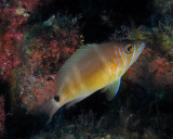 Barred hamlet