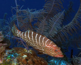 Tiger grouper