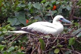 Redfooted Booby