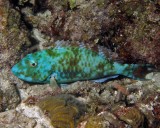 Redtail parrotfish