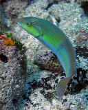 Yellowhead wrasse