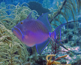 Queen triggerfish