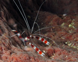 Banded coral shrimp