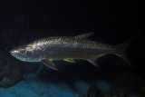 Tarpon