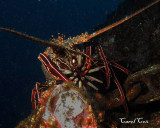 California spiney lobster with urchin