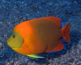Clarion angelfish