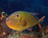 Redtail triggerfish