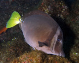 Razor surgeonfish